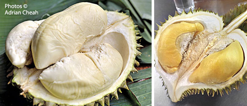 durian © Adrian Cheah
