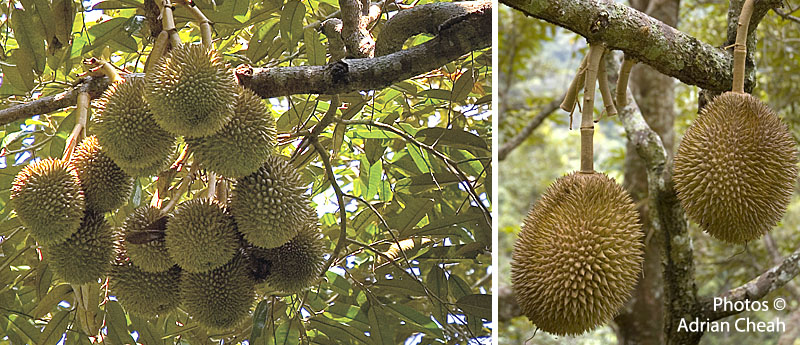 durian © Adrian Cheah
