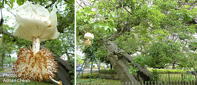 Penang's Baobab tree © Adrian Cheah