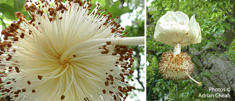 Penang's Baobab tree © Adrian Cheah