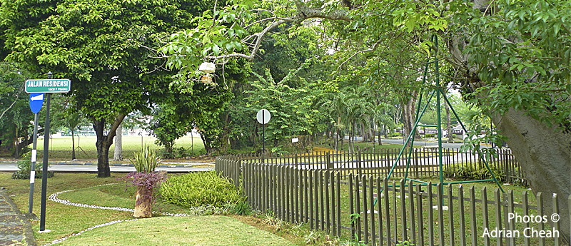Penang's Baobab tree © Adrian Cheah