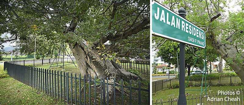 Penang Baobab tree © Adrian Cheah