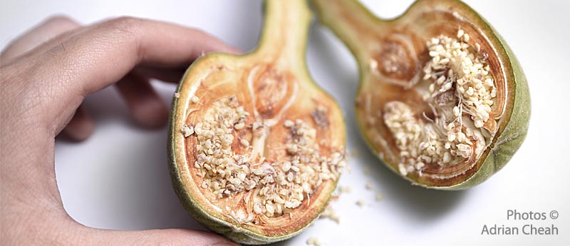 Baobab tree © Adrian Cheah