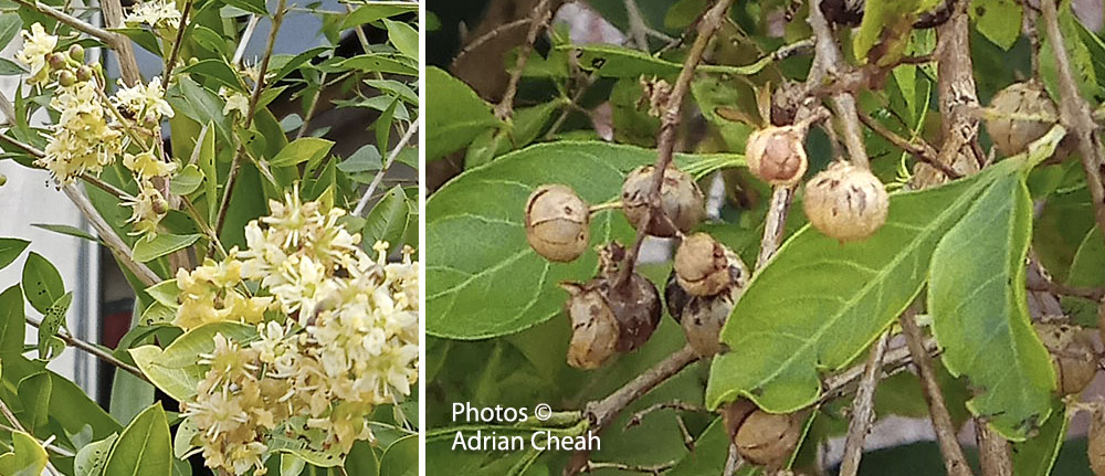henna plant © Adrian Cheah
