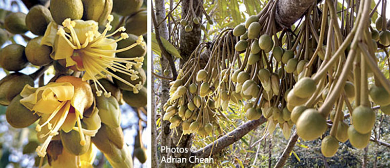 durian © Adrian Cheah