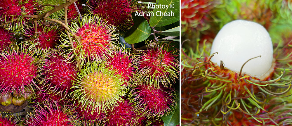 Penang rambutan © Adrian Cheah