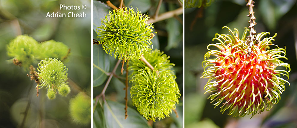 rambutan © Adrian Cheah