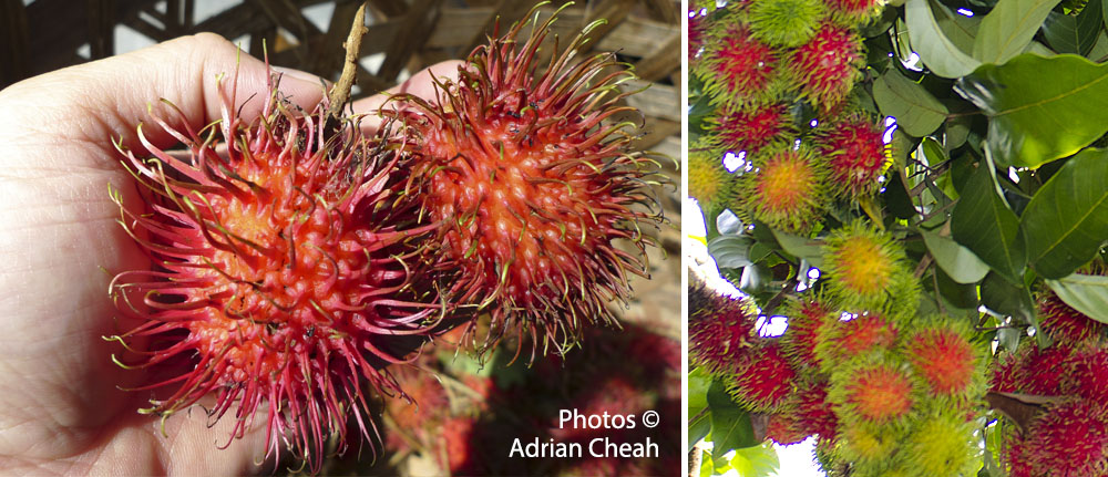 rambutan © Adrian Cheah