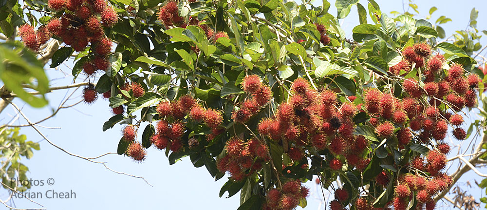 rambutan © Adrian Cheah