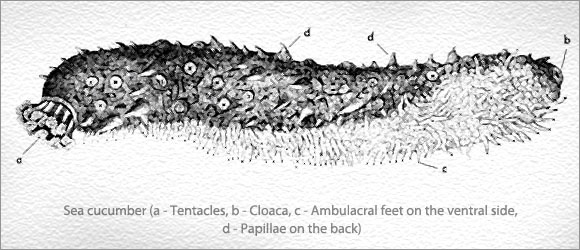 sea cucumber 