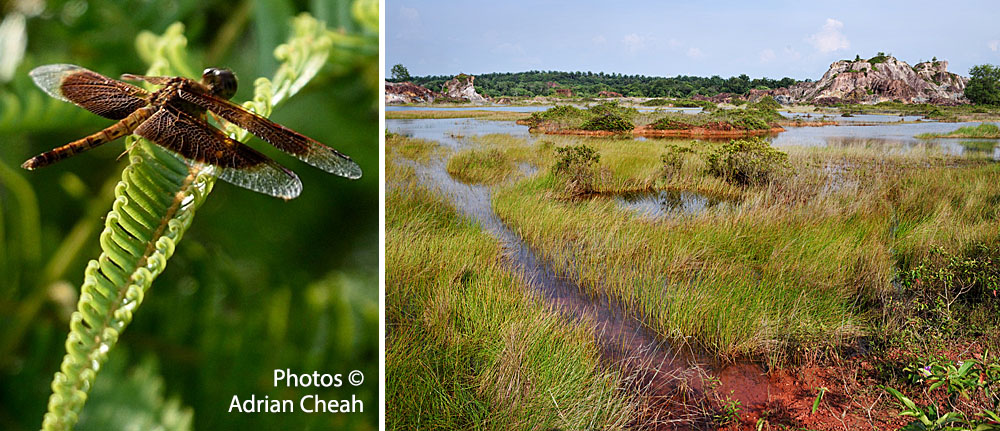 Frog Hill © Adrian Cheah