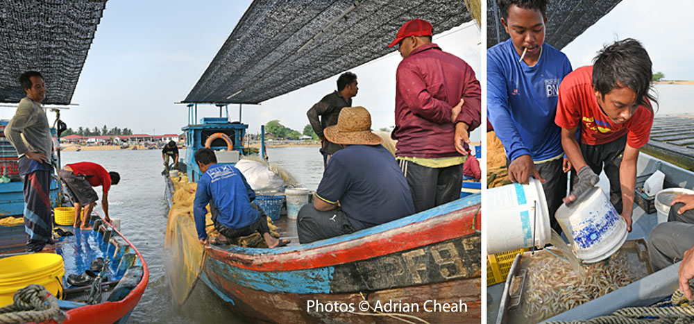 Kuala Muda whispering market © Adrian Cheah