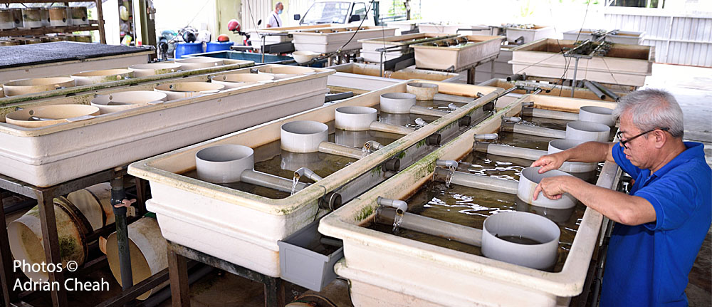 Penang oyster farm © Adrian Cheah