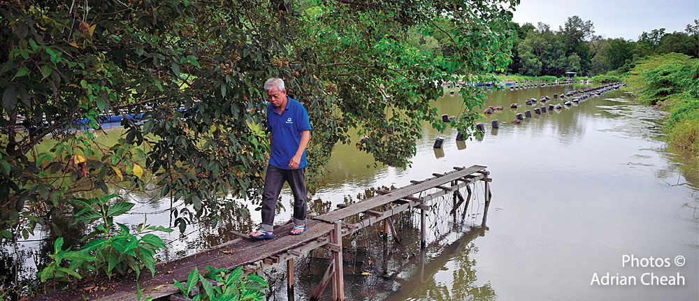 Penang oyster farm © Adrian Cheah