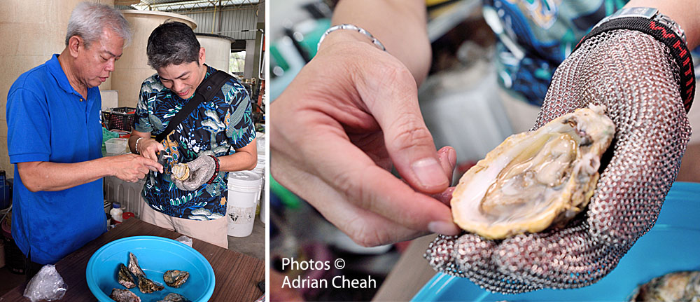 Penang oyster farm © Adrian Cheah