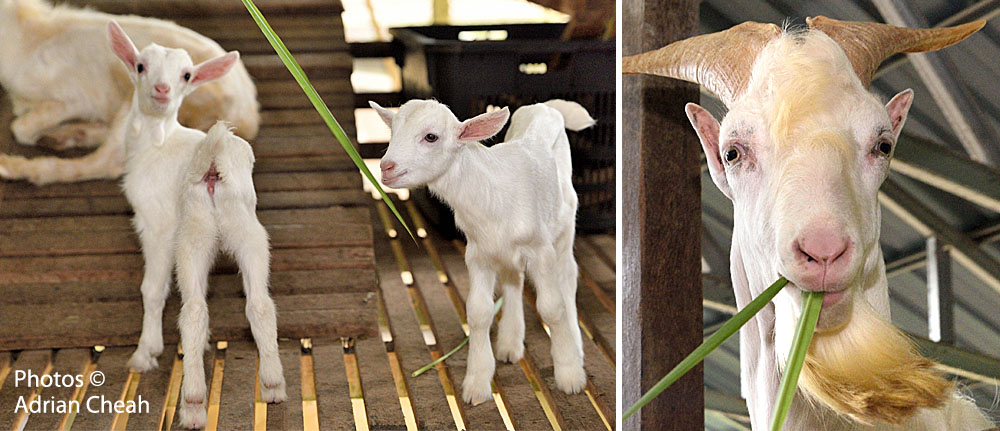 Saanen Dairy Goat Farm © Adrian Cheah