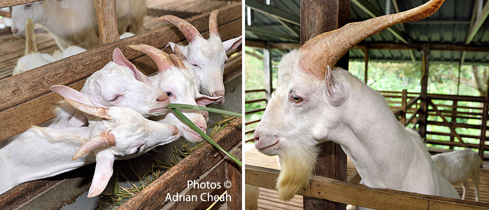 Saanen Dairy Goat Farm © Adrian Cheah