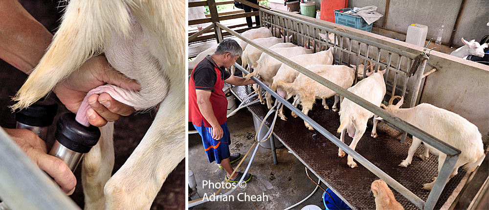 Saanen Dairy Goat Farm © Adrian Cheah