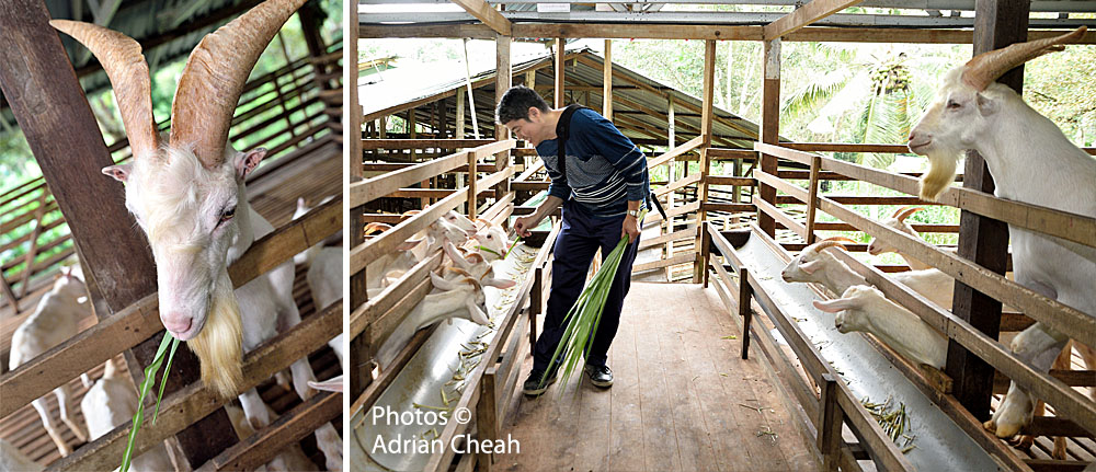 Saanen Dairy Goat Farm © Adrian Cheah