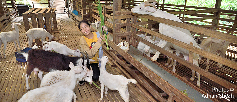 Saanen Dairy Goat Farm © Adrian Cheah