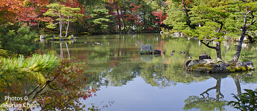 Kinkaku-ji © Adrian Cheah