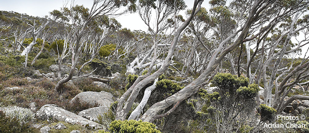 Tasmania © Adrian Cheah