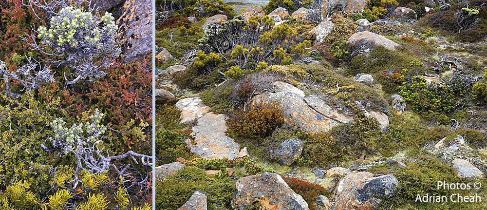 Tasmania © Adrian Cheah